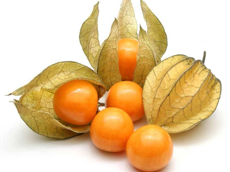 physalis